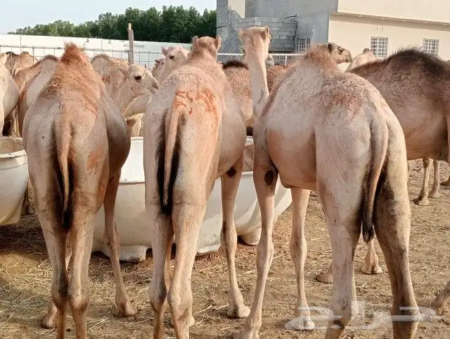 حشوان صومالية (جملة وتفريد) 4