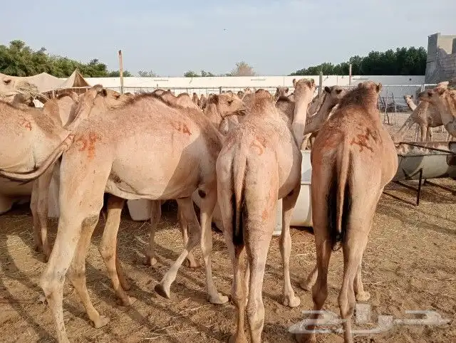 حشوان صومالية (جملة وتفريد) 1