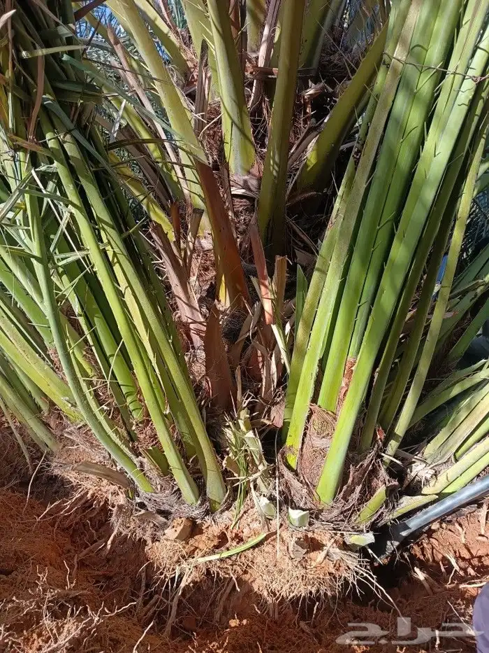 نخل للبيع مثمر خلاص برحي سكري صقعي مجدول نخيل 1