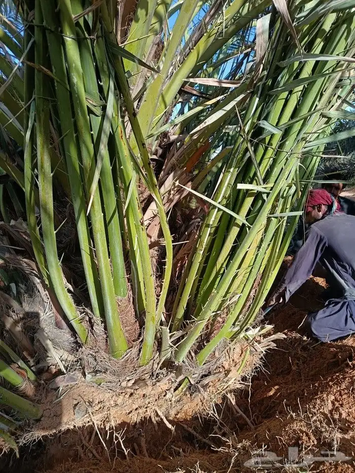 نخل للبيع مثمر خلاص برحي سكري صقعي مجدول نخيل 3