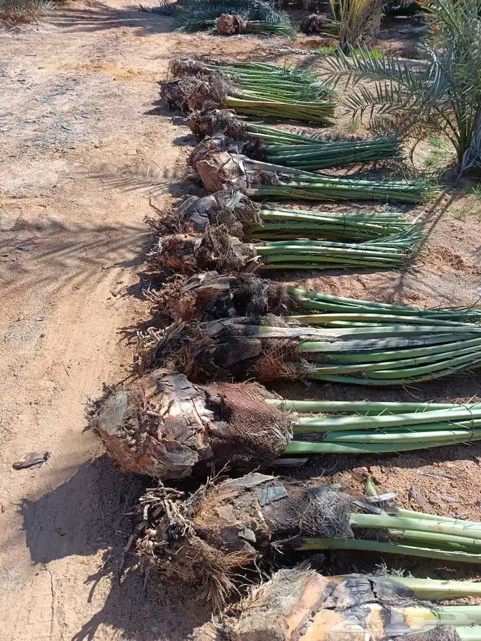 نخل للبيع مثمر خلاص برحي سكري صقعي مجدول نخيل 0