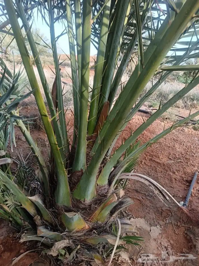 نخل للبيع مثمر خلاص برحي سكري صقعي مجدول نخيل 5