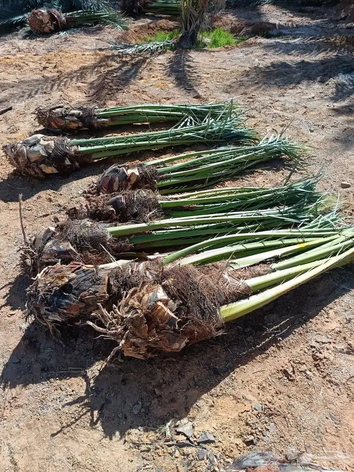 نخل للبيع مثمر خلاص برحي سكري صقعي مجدول نخيل 2