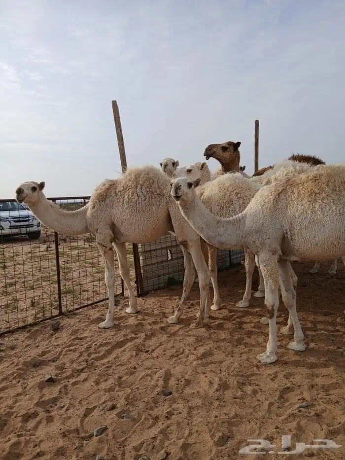 حشوا ثمانية قعدان الحد 6500 3