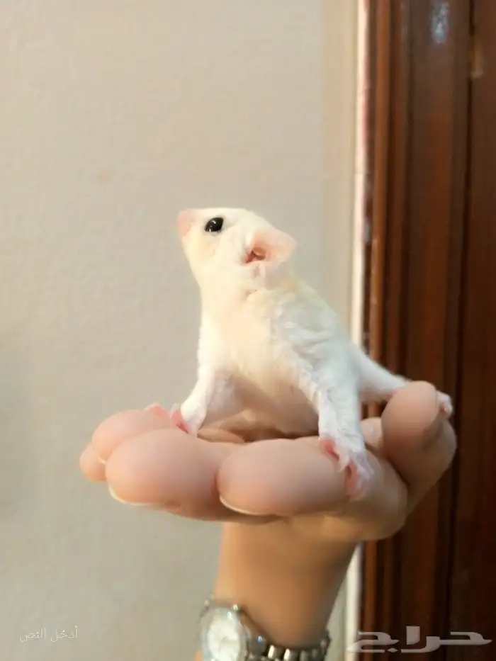 سنجاب طائر اليف لون نادر تم البيععع 2