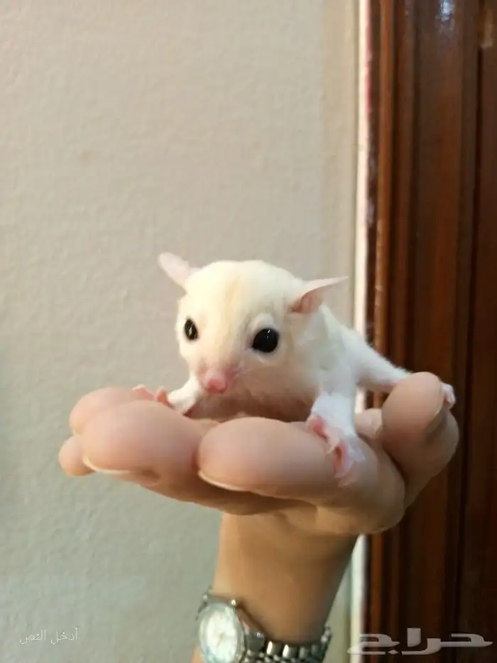 سنجاب طائر اليف لون نادر تم البيععع 1