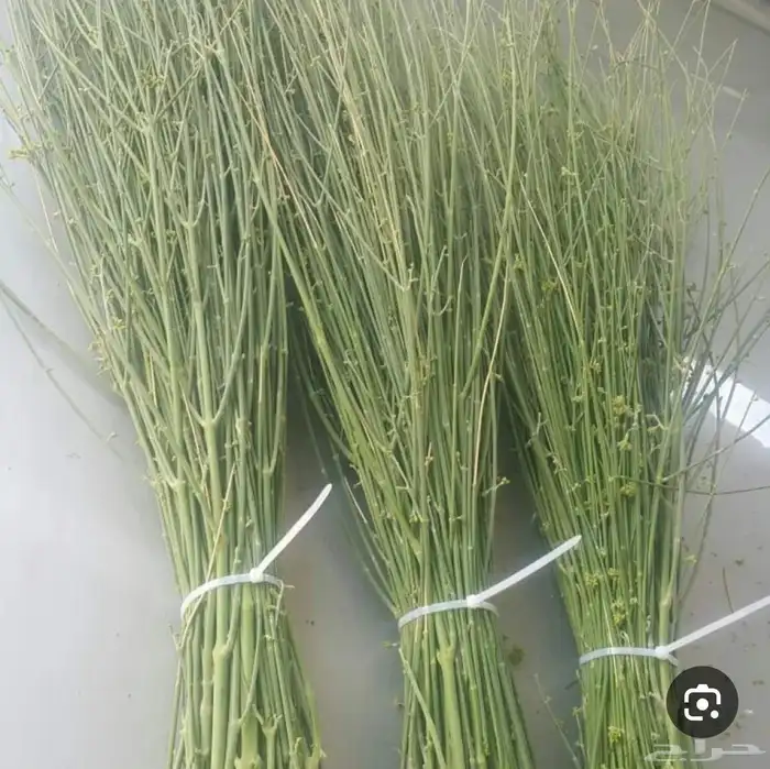 متوفر الان في الرياض مرخ الحنيذ   واللوز البلدي بسعر الجمله 4