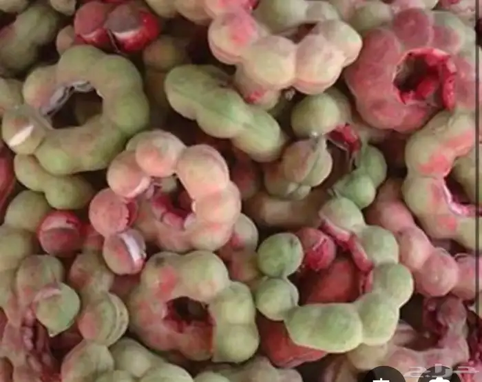 متوفر الان في الرياض مرخ الحنيذ   واللوز البلدي بسعر الجمله 0