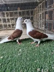طبات قطيفي مكتف 2