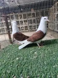 طبات قطيفي مكتف 1