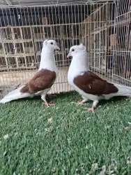 طبات قطيفي مكتف 3