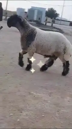 جدع نعيمي صنف للبيع 2
