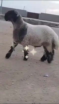 جدع نعيمي صنف للبيع 0