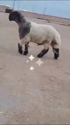 جدع نعيمي صنف للبيع 4