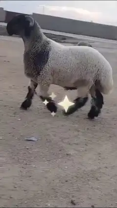 جدع نعيمي صنف للبيع 1
