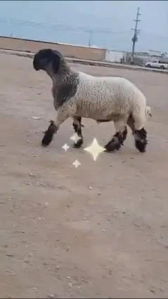 جدع نعيمي صنف للبيع 5
