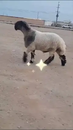 جدع نعيمي صنف للبيع 8