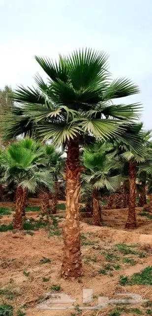 نخل واشنطني وشنطن واشنطونيا زينه للبيع 5