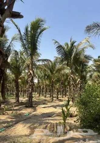 يوجد لدينا جميع انواع انخيل الزينه الملوكي ونارجين 3