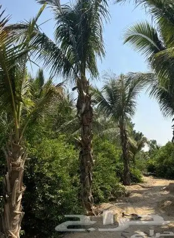 يوجد لدينا جميع انواع انخيل الزينه الملوكي ونارجين 4