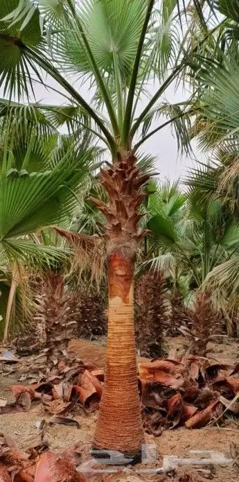 نخل واشنطني وشنطن واشنطونيا زينه للبيع 0
