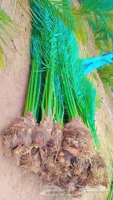 مشاءالله تبارك الله نخل طيب وشنطان وعربي 2