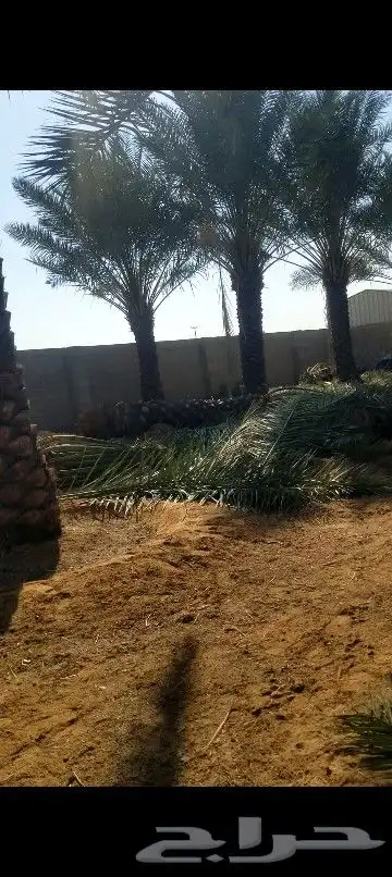 نخيل عربي اربعه منر 2