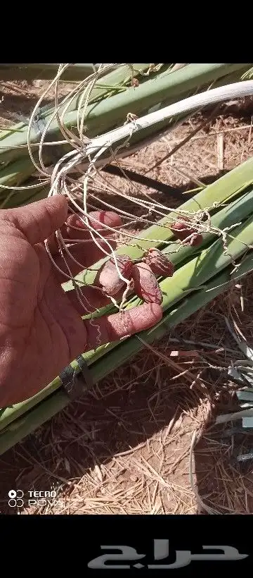 عملائنا الكرام كما عودناكم نقدم لكم هالزين 0