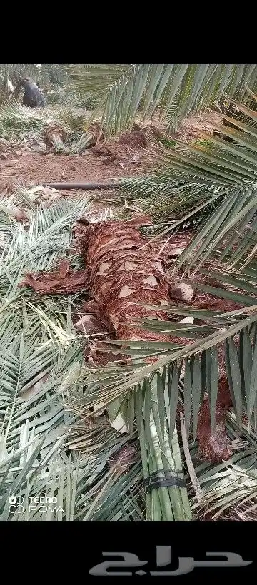 عملائنا الكرام كما عودناكم نقدم لكم هالزين 5