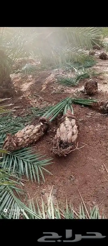 عملائنا الكرام كما عودناكم نقدم لكم هالزين 2