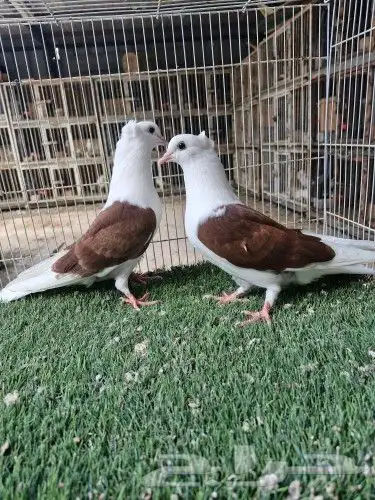 طبات قطيفي مكتف 0