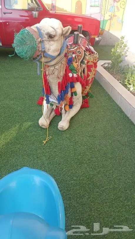 يوجد لدينا خيول عربيه وجمال الايجار وسيسي 1