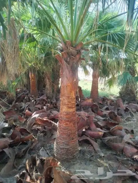 النخل للبيع 2