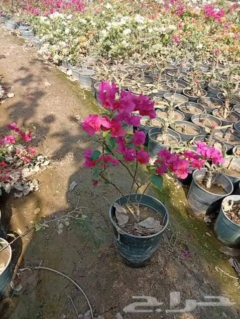 جميع انواع الشتلات مانجو بأنواعه تين شتلات مصدات وزينه وظل 4