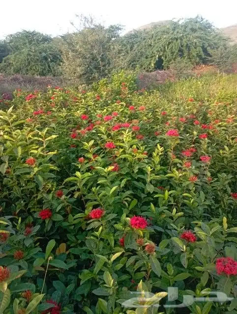 جميع انواع الشتلات مانجو بأنواعه تين شتلات مصدات وزينه وظل 18