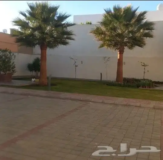 نخل واشنطني وشنطن واشنطونيا زينه للبيع 8