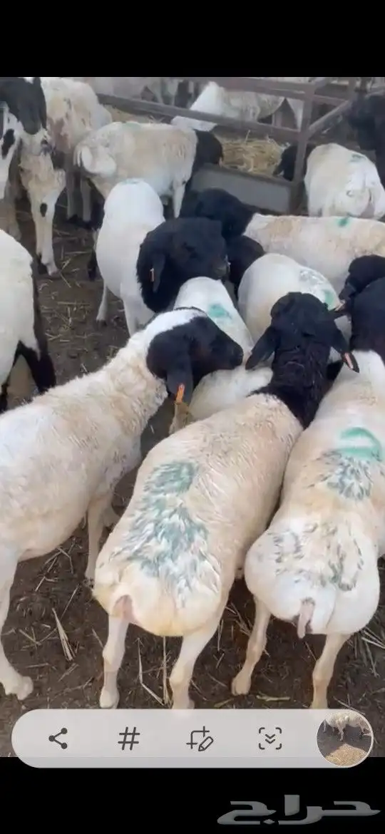 خرفان بربري تربية محلية يوجد لدينا طبخ حنيذ جنوبي بالمرخ 0