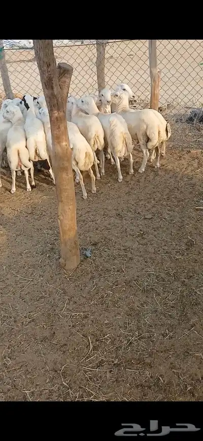 خرفان بلدي 0