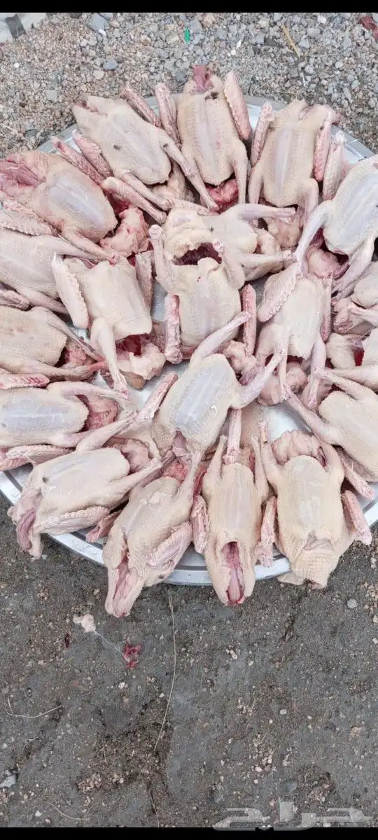 حمام فرنسي زغاليل 0