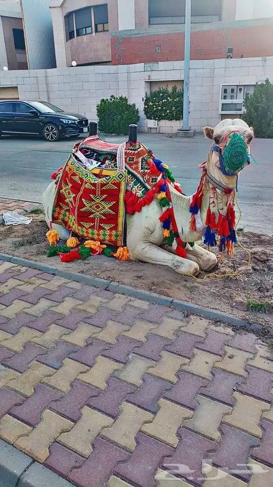 يوجد لدينا خيول عربيه وجمال الايجار وسيسي 0