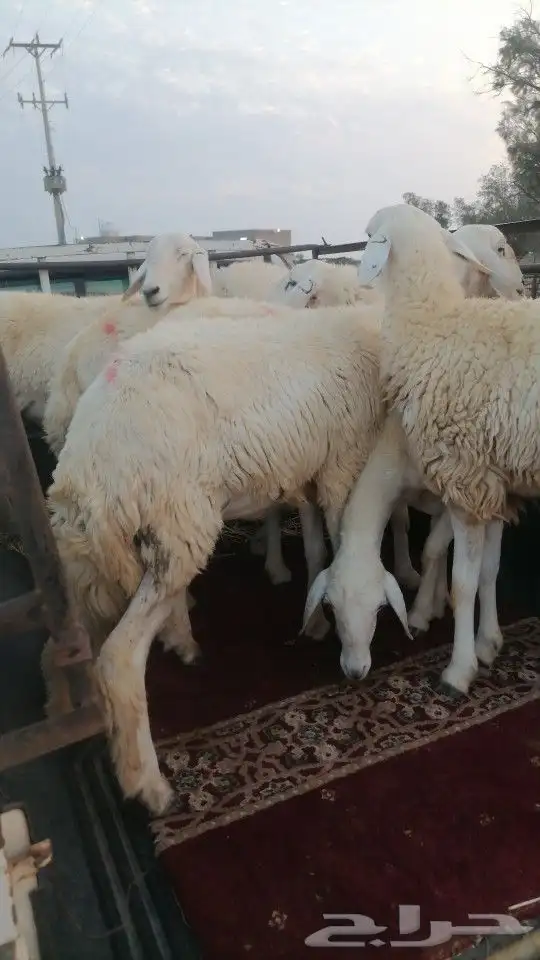رخال للبيع العدد 8 0