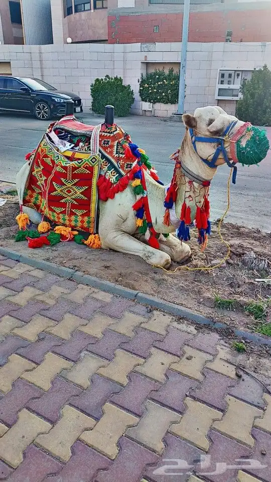 يوجد لدينا خيول عربيه وجمال الايجار وسيسي 4
