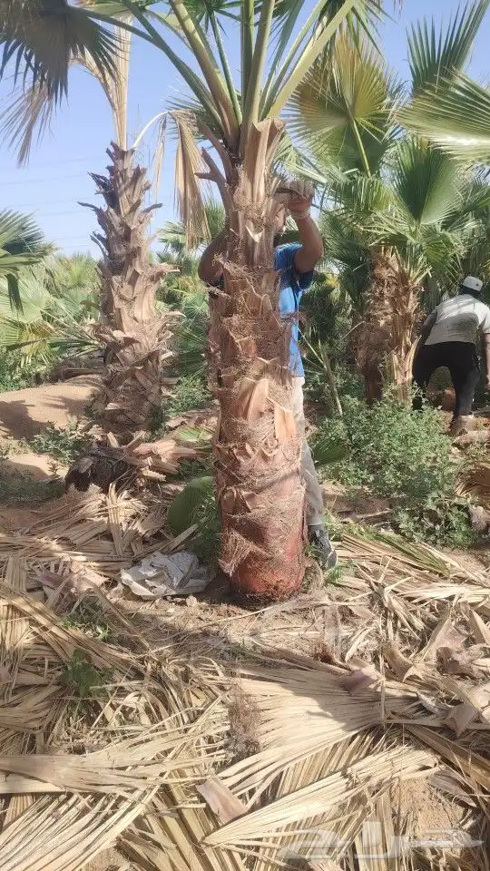 النخل للبيع 5