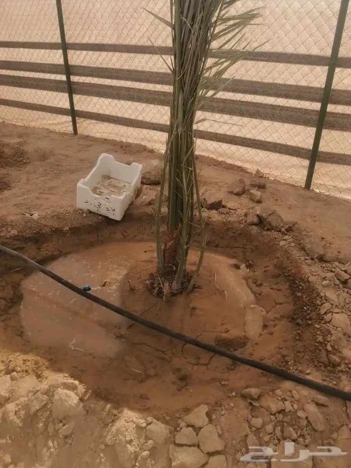 يوجد لدينا جميع انواع أنخيل لبيع والتوصيل إلى جميع مناطق الم 4