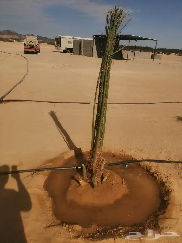 يوجد لدينا جميع انواع أنخيل لبيع والتوصيل إلى جميع مناطق الم 0