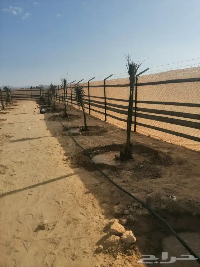 يوجد لدينا جميع انواع أنخيل لبيع والتوصيل إلى جميع مناطق الم 1