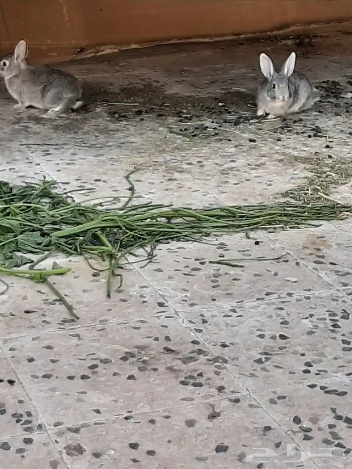 ارانب صغار 0