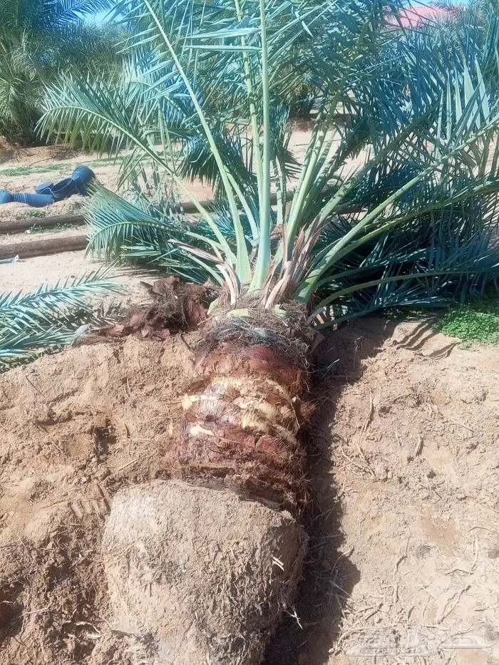 نخل للبيع القصيم الشري توريد وتصدير لا خارج المملكه 5