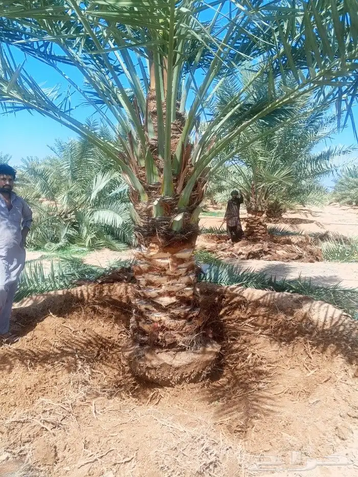 نخل للبيع القصيم الشري توريد وتصدير لا خارج المملكه 4