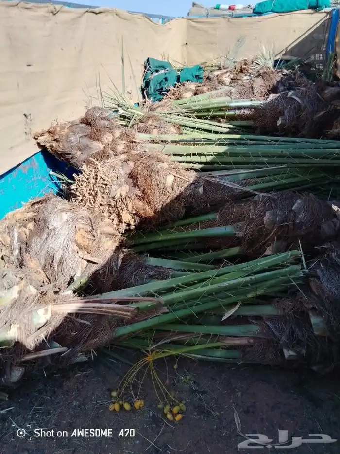 يوجدلدينانخيل عليه اورق زرعه يوجد توصيل لاقطار الكويت مصر ال 5